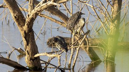 Black-crowned Night Heron