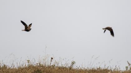 Black-bellied Sandgrouse