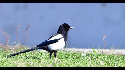 Eurasian Magpie