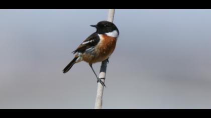 European Stonechat