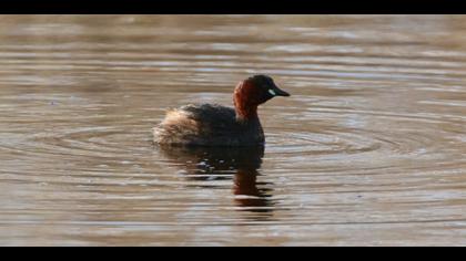 Little Grebe