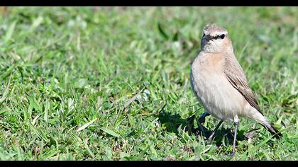 Isabelline Wheatear