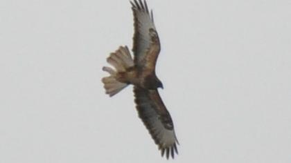 Long-legged Buzzard