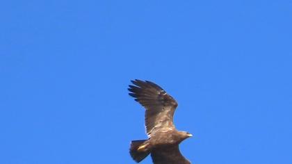 Lesser Spotted Eagle