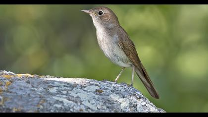 Common Nightingale