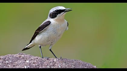 Northern Wheatear