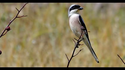 Lesser Grey Shrike