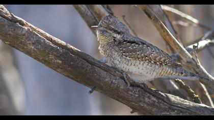 Eurasian Wryneck