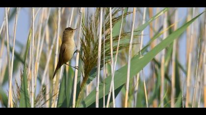Eurasian Reed Warbler