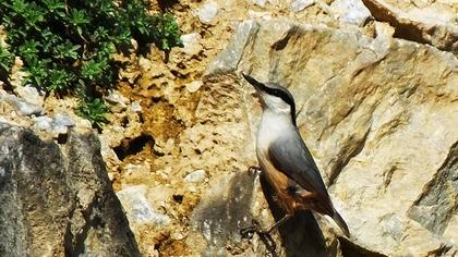 Western Rock Nuthatch