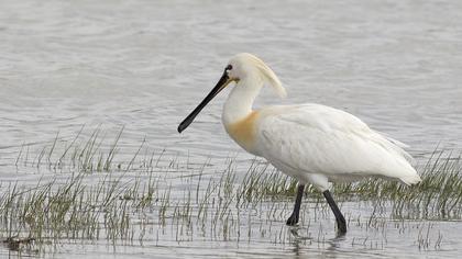 Eurasian Spoonbill