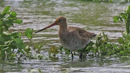 Black-tailed Godwit