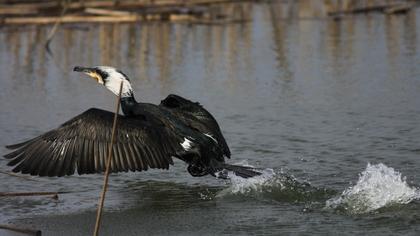 Great Cormorant