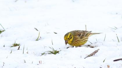 Yellowhammer