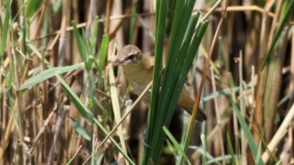 Great Reed Warbler