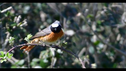 Common Redstart
