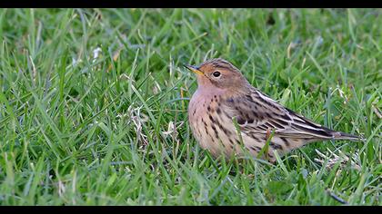 Red-throated Pipit
