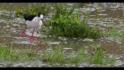 Black-winged Stilt