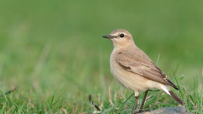 Isabelline Wheatear