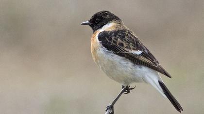 Siberian Stonechat