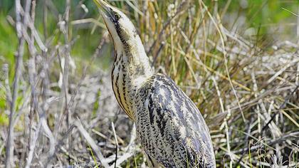 Eurasian Bittern