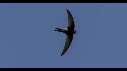 Common Swift