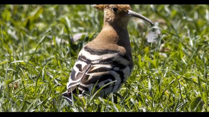 Eurasian Hoopoe