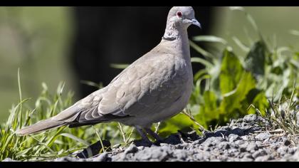Eurasian Collared Dove
