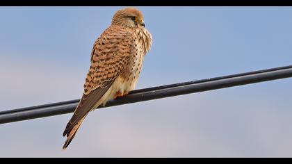 Common Kestrel