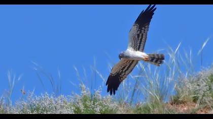 Montagu`s Harrier