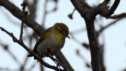 Wood Warbler