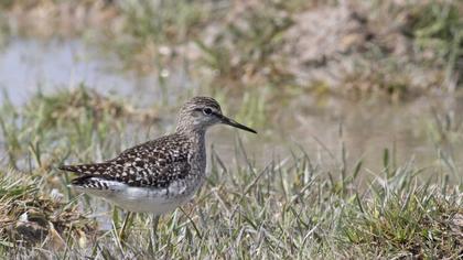 Wood Sandpiper