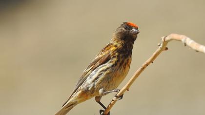 Red-fronted Serin