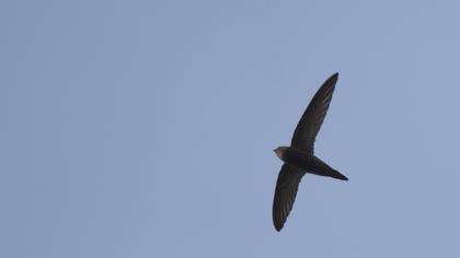 Pallid Swift