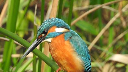 Common Kingfisher