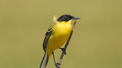 Western Yellow Wagtail