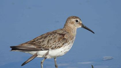 Dunlin