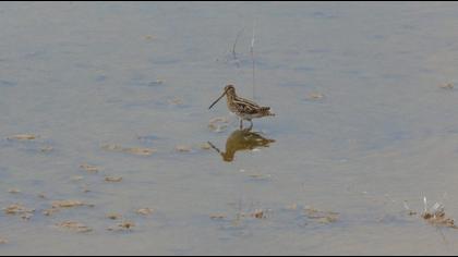 Common Snipe