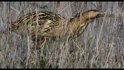 Eurasian Bittern