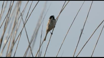 Common Reed Bunting