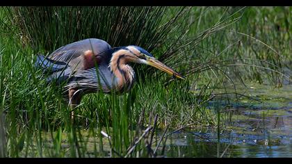 Purple Heron