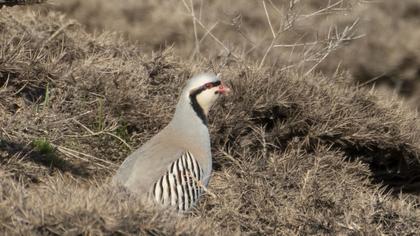 Chukar Partridge