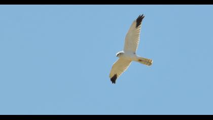 Pallid Harrier