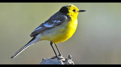 Citrine Wagtail