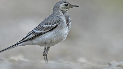 White Wagtail