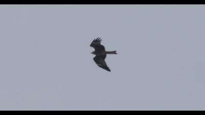 Black Kite