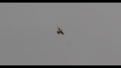 Eurasian Crag Martin