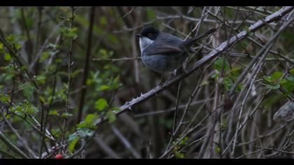 Sardinian Warbler