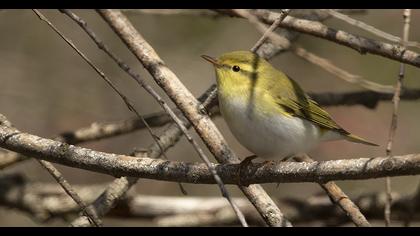 Wood Warbler