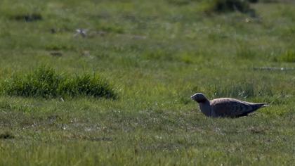 Black-bellied Sandgrouse